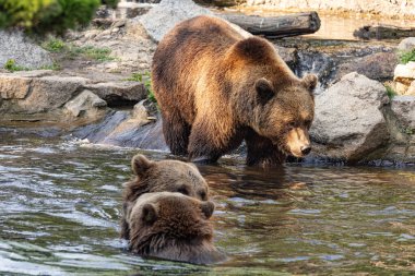 İki vahşi boz ayı, suda oynayan ursus arctos.