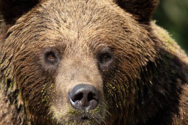 Portrait of a large brown bear examined in detail in selective focus. clipart