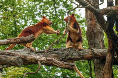 Goodfellow 's Tree Kanguru, dendrolagus good fellowi buergersi, Yetişkin yakın çekim. Çok şirin, nadir bulunan kırmızı bir hayvanın portresi. Yeni Gine 'nin ağaçlara özgü endemisi.