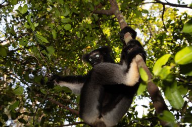 Lemur Indri indri, babakoto Madagaskar 'dan en büyük siyah beyaz lemur. Arkadan ışıklandırılmış yağmur ormanı arka planı, yakın plan, seçici odaklı delici mavi gözlü sevimli hayvan. Palmarium Park Oteli