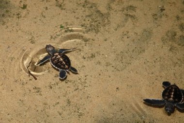 Yeni doğmuş küçük deniz kaplumbağaları Sri Lanka 'da bir kaplumbağa çiftliğinde suda yüzerler. Kapat. en üstteki görünüm