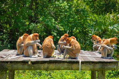 Borneo, Mangrove 'daki Proboscis Monkey Nasalis Larvatus. Vahşi doğada uzun burunlu komik kırmızı maymunlar. Küçük bir platformda oturup yemek yemek.