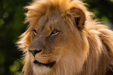 close-up image of a lion's head. lion has thick mane, showing off the fine details of its fur and features. lion male portrait on green natural background clipart