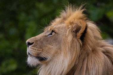 close-up image of a lion's head. lion has thick mane, showing off the fine details of its fur and features. lion male portrait on green natural background clipart