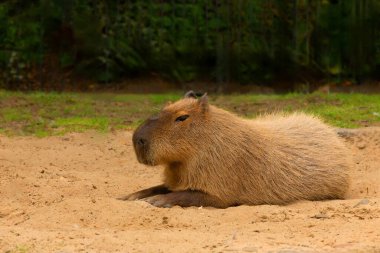 Capybara Kapibara Hydrochoerus hidrochaeris dünyanın yaşayan en büyük kemirgeni. Orta boy kırmızı sevimli bir hayvan. Sert bir altılı çimlerin üzerinde dinleniyor.