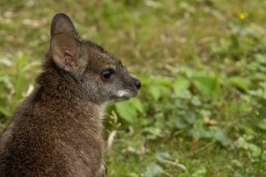 Bennett 'in vallabisi Macropus veya Notamacropus rufogriseus, kırmızı boyunlu valabis, orta büyüklükte keseli, doğu Avustralya, Tazmanya, Yeni Zelanda' da yaygın. Parma kangurusu ve şirin bir bebek.