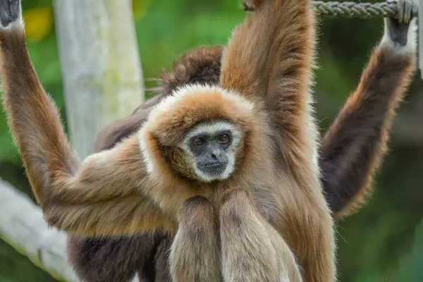 stock image lar gibbon Hylobates lar also known as white-handed gibbon, an endangered primate in gibbon family, Hylobatidae. cute fluffy monkey with long arms and short body