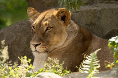 Yetişkin bir dişi aslanın portresi büyük bir taşın üzerinde dinleniyor. Ayrıntılı olarak seçici odaklanma.