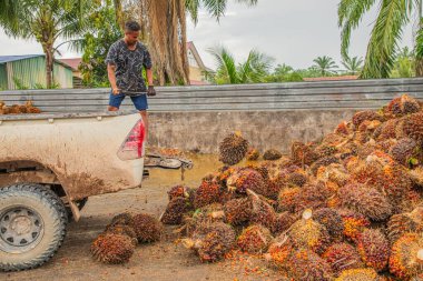 Selangor, Malezya. - 25. 08 numara. 2024 çalışanı, işleme tesisinde toplanan palmiye yağı yığınlarını boşaltmak için forklift kullanıyor. Arka planda yüksek palmiye ağaçları görünüyor.