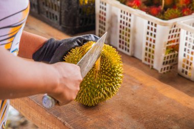 Malezya 'dan taze Durian meyvesi kısmen açıldı ve dikenli derilerin içinde duran parlak sarı etleri ortaya çıkardı. Kadın eli satılık büyük bir meyveyi açıyor.