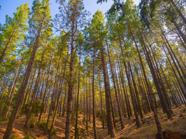İlkbaharda sık çam ormanları ve dallarında taze iğneler. Doğal arka plan ve manzara. rezerve orman