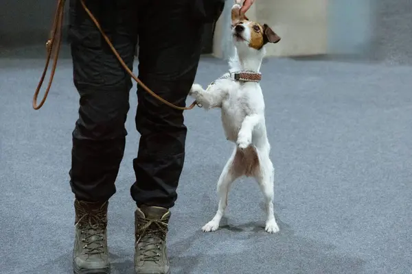 Jack Russell Terrier tasmalı sahibinin ayaklarının yanında oturuyor ve ona bakıyor.