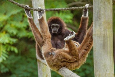 Ilar gibbon Hylobatidae familyasından nesli tükenmekte olan bir primat olan beyaz elli jibon olarak da bilinir. Uzun kolları ve kısa gövdesi olan sevimli pofuduk maymun.