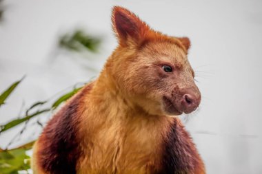 Goodfellow's Tree Kangaroo, dendrolagus goodfellowi buergersi, Adult closeup. portrait of very cute rare red animal. arboreal endemic of new guinea. clipart