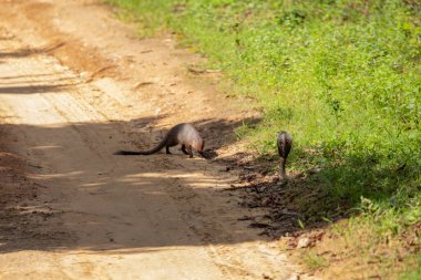Asyalı firavun faresi vahşi ve doğal ortamlarda saldırgan bir kobrayla dövüşüyor. Yılan kaputunu açtı ve dövüşerek duruyor, firavun faresi kıllanıyor.