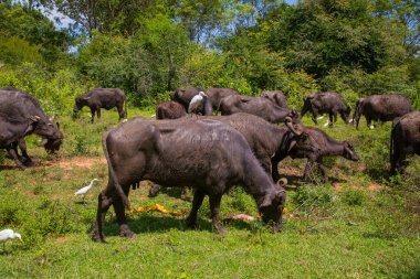 Siyah bir Sri Lanka ineği sürüsü yol boyunca bir çayırda otluyor. Yanlarında da beyaz baldıran kuşlar var.