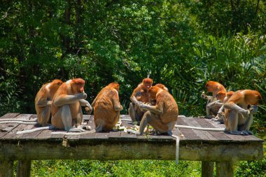 Borneo, Mangrove 'daki Proboscis Monkey Nasalis Larvatus. Vahşi doğada uzun burunlu komik kırmızı maymunlar. Küçük bir platformda oturup yemek yemek.