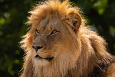 close-up image of a lion's head. lion has thick mane, showing off the fine details of its fur and features. lion male portrait on green natural background clipart