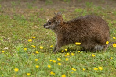 Bennett's wallaby Macropus or Notamacropus rufogriseus, Red-necked wallaby, medium-sized macropod marsupial, common in eastern Australia, Tasmania, New Zealand. Parma kangaroo with cute baby clipart