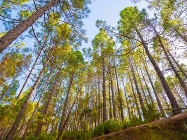 İlkbaharda sık çam ormanları ve dallarında taze iğneler. Doğal arka plan ve manzara. rezerve orman