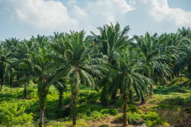 Malezya 'daki Kuala Lumpur çevresindeki yollar boyunca palmiye yağı üretimi için sonsuz palmiye ağaçları. Bir numaralı palmiye yağı üreticisi. parlak yeşil doğal arkaplan