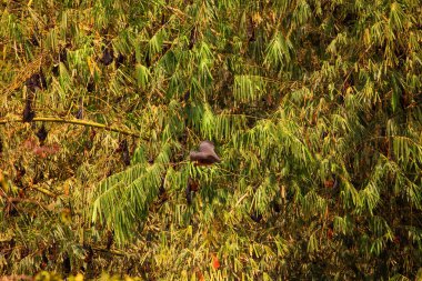 close-up hanging Mariana fruit bat Pteropus mariannus on blue sky nature background in Sri Lanka . wild animals in a natural environment for yourself clipart