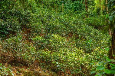 Sri Lanka 'daki yüksek dağ çay tarlası. Olgun yeşil yapraklar çalıların üzerinde, hasat için hazır. Bu tür çaylar özellikle değerli ve lezzetli olur.