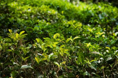 Sri Lanka 'daki yüksek dağ çay tarlası. Olgun yeşil yapraklar çalıların üzerinde, hasat için hazır. Bu tür çayın özellikle değeri ve tadı harikadır. Doğa geçmişi. Çay içecekler konsepti