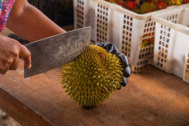 Malezya 'dan taze Durian meyvesi kısmen açıldı ve dikenli derilerin içinde duran parlak sarı etleri ortaya çıkardı. Kadın eli satılık büyük bir meyveyi açıyor.