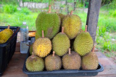 Malezya 'dan taze Durian meyvesi kısmen açıldı ve dikenli derilerin içinde dinlenen parlak sarı etleri ortaya çıkardı..
