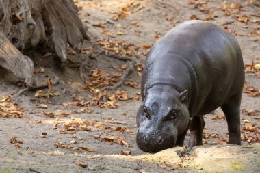 closeup Pygmy hippopotamus Choeropsis liberiensis in selective focus. cute little hippopotamus clipart