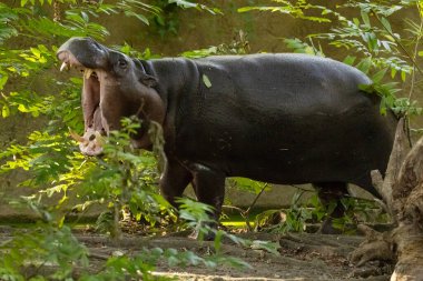 Pigme hipopotamus Choeropsis liberiensis 'i seçici bir odak noktasında yakın çekim yapın. Sevimli küçük su aygırı.