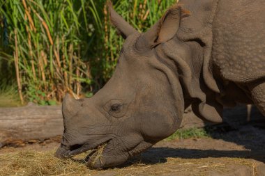 Güneşli bir günde seçici odak noktasında doğal bir zeminde yetişkin bir gergedanın portresi. Gergedanlar ot yer. Nadir hayvanların korunması kavramı