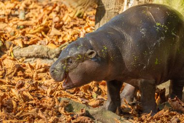 Annesiyle birlikte küçük cüce su aygırı Choeropsis liberiensis. Komik yavru.