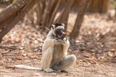 Verreauxs sifaka in Kimony hotel park. White sifaka with dark head on Madagascar island fauna. cute and curious primate with big eyes. Famous dancing lemur clipart