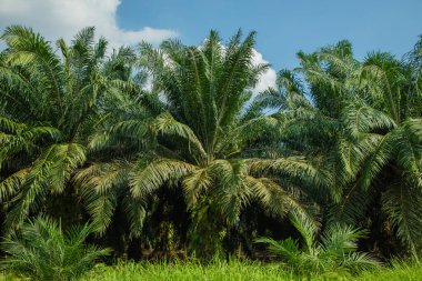 Malezya 'daki Kuala Lumpur çevresindeki yollar boyunca palmiye yağı üretimi için sonsuz palmiye ağaçları. Bir numaralı palmiye yağı üreticisi. parlak yeşil doğal arkaplan