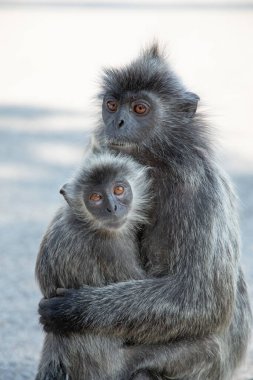 Tufted gri langur Semnopithecus priam, Madras gray ve Coromandel kutsal langur portresi. Gri komik tüylü maymun doğal yaşam alanında özgürce yaşıyor. Anne ve yavrusu.