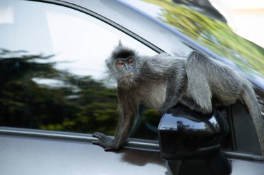 Tufted gri langur Semnopithecus priam, Madras gray ve Coromandel kutsal langur portresi. Gri komik tüylü maymun doğal yaşam alanında özgürce yaşıyor. Parkın yanındaki bir arabaya atlamak.