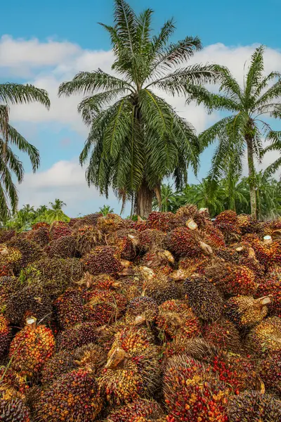 Palmiye yağı tarlasında yerde yatan ağaçların meyvelerini kestikten sonra büyük bir yığın taze meyve. Yüklenmeye ve fabrikaya gönderilmeye hazır..