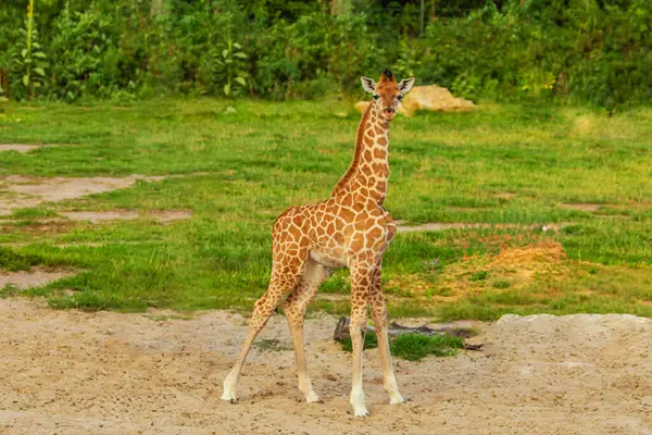Yeşil doğal altyapıya odaklanmış seçici zürafa. Üç günlük bebeği olan bir zürafa ailesi, bir zürafa sürüsü. Ayrıntılı bir hayvan portresi