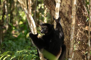 Lemur Indri indri, babakoto Madagaskar 'dan en büyük siyah beyaz lemur. Arkadan ışıklandırılmış yağmur ormanı arka planı, yakın plan, seçici odaklı delici mavi gözlü sevimli hayvan. Palmarium Park Oteli