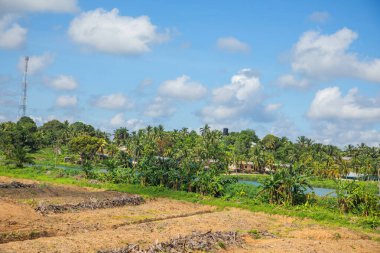 Yol boyunca geleneksel Malezya manzarası. Palmiye ağaçları ve elektrik direkleri.