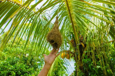 Palmiye ağacına örgü ören kuş yuvası. Erkek elleri boş bir kuş yuvasını yağmur ormanlarında bir palmiye ağacının arka planında tutuyor.