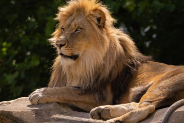 Aslan suratı. Aslan, kürkünün ve özelliklerinin ince detaylarını gösteren kalın yeleye sahiptir. Yeşil doğal arka planda aslan erkek portresi