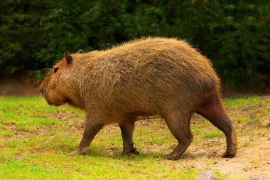 Capybara Kapibara Hydrochoerus hidrochaeris dünyanın yaşayan en büyük kemirgeni. Orta boy kırmızı sevimli bir hayvan. Sert bir altılı çimlerin üzerinde dinleniyor.