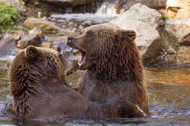 İki vahşi boz ayı, suda oynayan ursus arctos. Ayılar suda savaşırlar, çeşitli pozlar alırlar, ağzı açık ve etrafa su sıçratırlar.