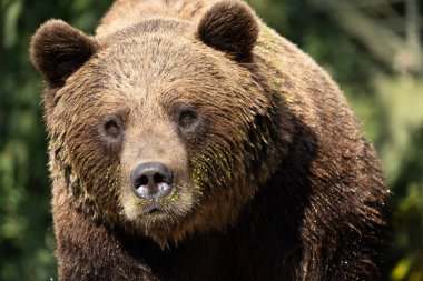 Portre vahşi kahverengi ayı, ursus arctos ayrıntılarıyla. Büyük kahverengi bir ayının yüzü çok yakındır, kameraya bakar.