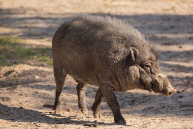 Visayan siğil domuzu Sus Cebifron 'un büyük yetişkin yaban domuzu türü domuz cinsi. Filipinler 'in Visayan Adaları' na özgü. Büyük gri yaban domuzu, yan görüş seçici odak