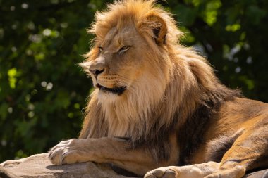 Aslan kafasının yakın plan görüntüsü. Aslan, kürkünün ve özelliklerinin ince detaylarını gösteren kalın yeleye sahiptir. Yeşil doğal arka planda aslan erkek portresi