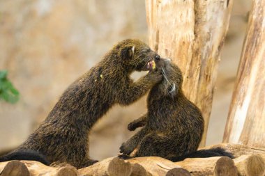 two baby binturong or musang play in a tree. Two cute funny furry animals eat and play. clipart